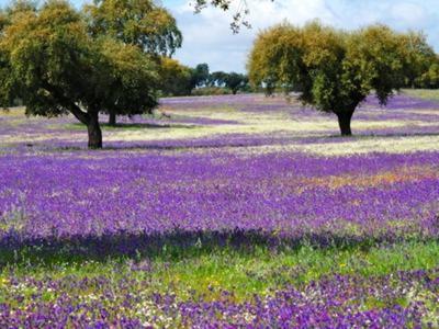 Casa De Campo "La Campanera" Constantina Dış mekan fotoğraf